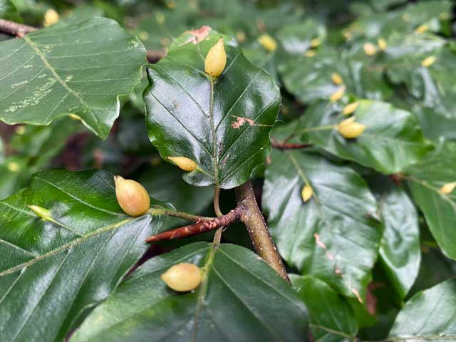 bosleerpad-groenhove-gallen-beukengalmug