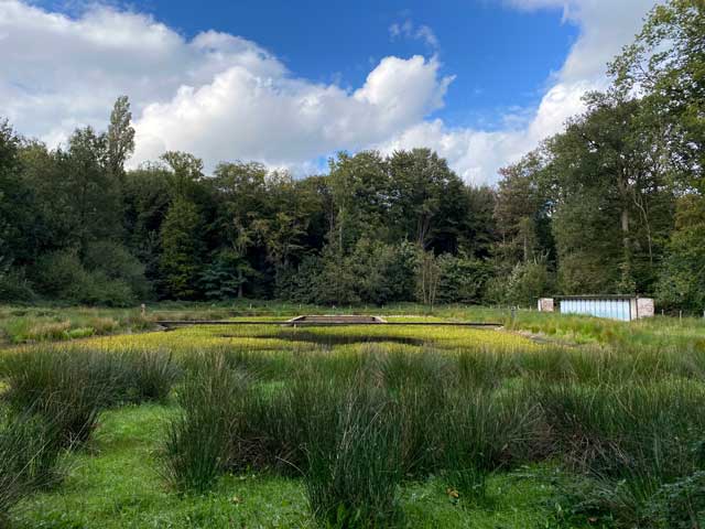 bosleerpad-groenhove-verwilderde-zwemvijver-amfibieen