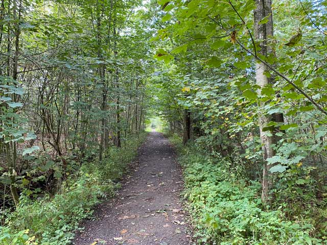 bosleerpad-groenhove-wandelpad-groene-tunnel