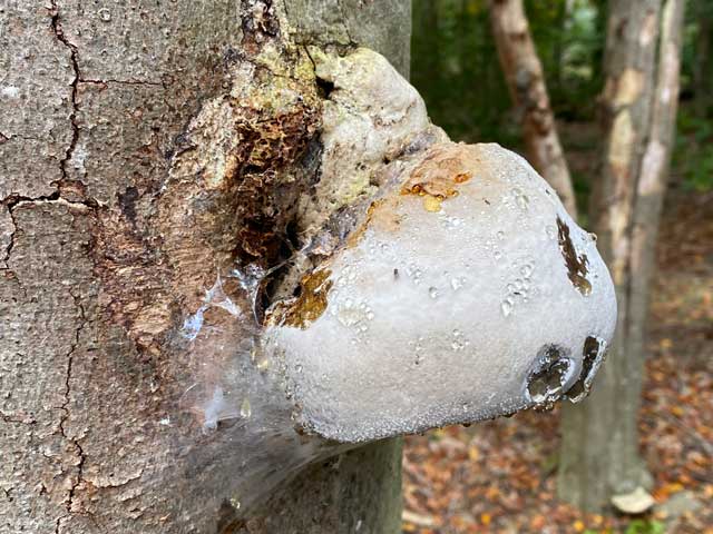 bospad-vloethemveld-dode-boomstam