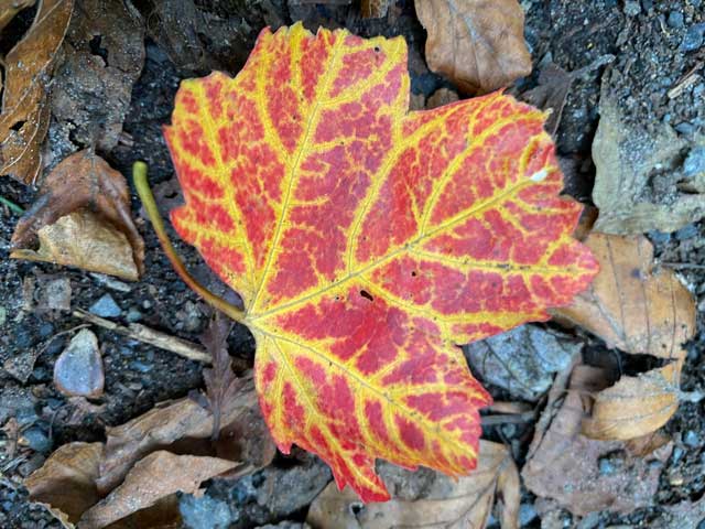 bospad-vloethemveld-herfstblad