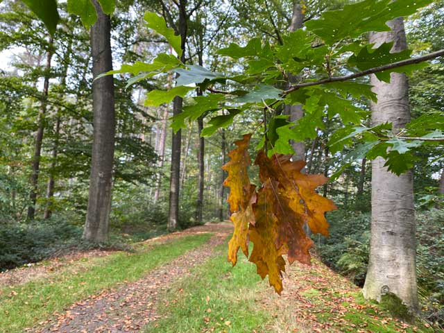 bospad-vloethemveld-herfstwandeling
