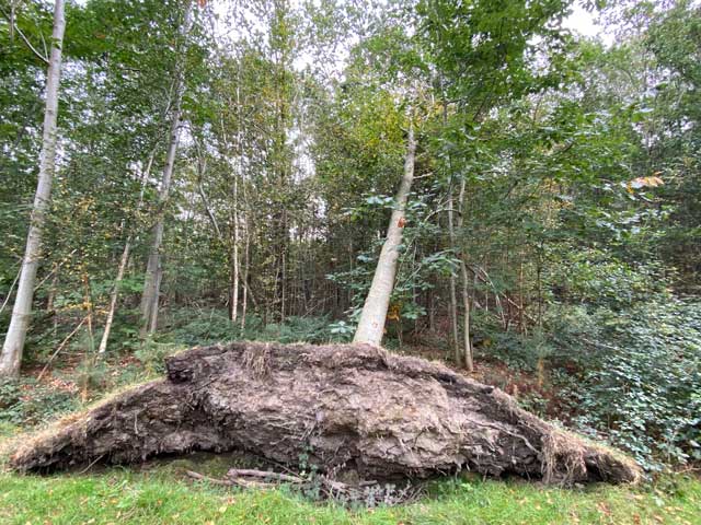 bospad-vloethemveld-omgevallen-boom