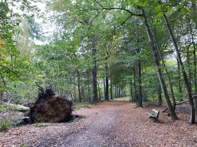 bospad-vloethemveld-wandelbankje