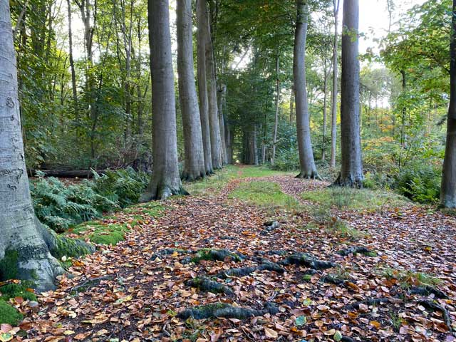 wandelroute-plaisiersbos-bomenlaan