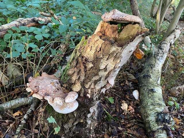 wandelroute-plaisiersbos-kunstwerk-natuur-berkenzwam