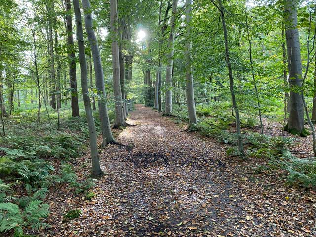 wandelroute-plaisiersbos-lichtspel-zon-uitgelicht