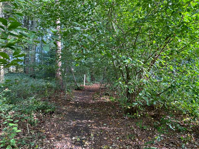 wandelroute-plaisiersbos-smal-bospad