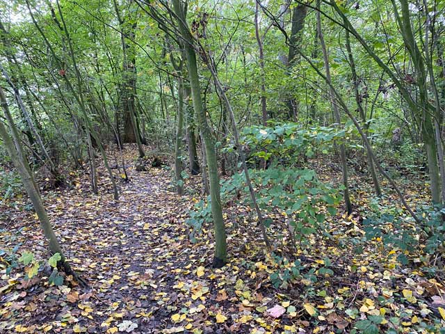 wandelroute-plaisiersbos-smalle-bospaadjes
