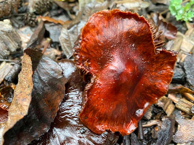 warandeputten-oostkamp-paddenstoel