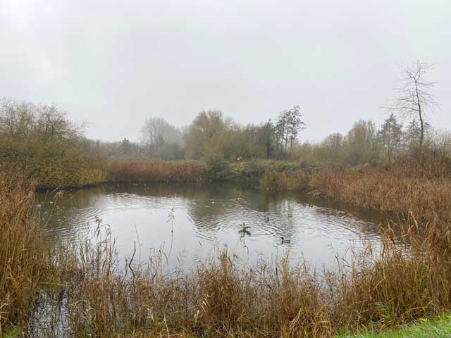 warandeputten-oostkamp-vogelkijkhut-eenden