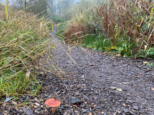 warandeputten-oostkamp-wandelpad-paddenstoel