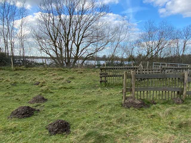 wandelpad-hoge-dijken-grote-molshopen