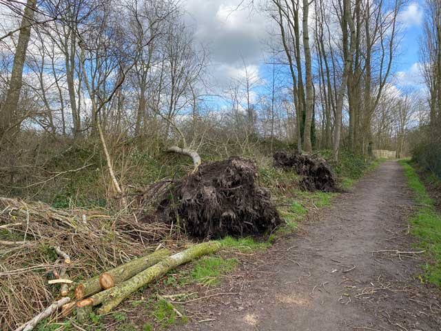 wandelpad-hoge-dijken-omgevallen-bomen
