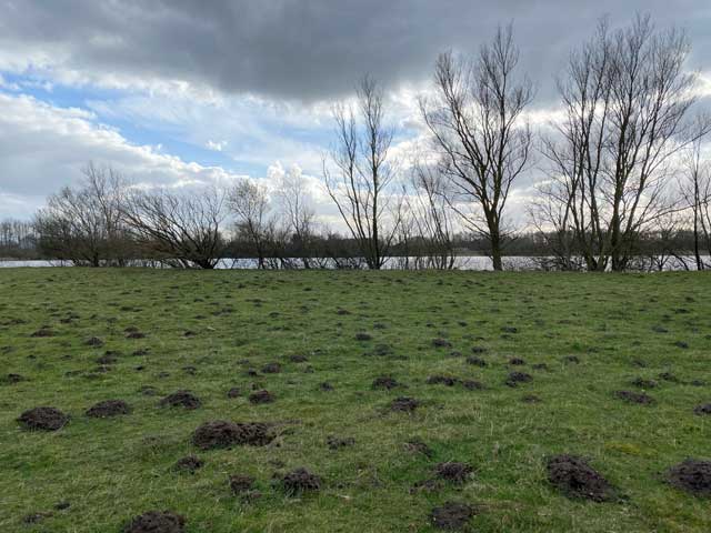 wandelpad-hoge-dijken-record-molshopen